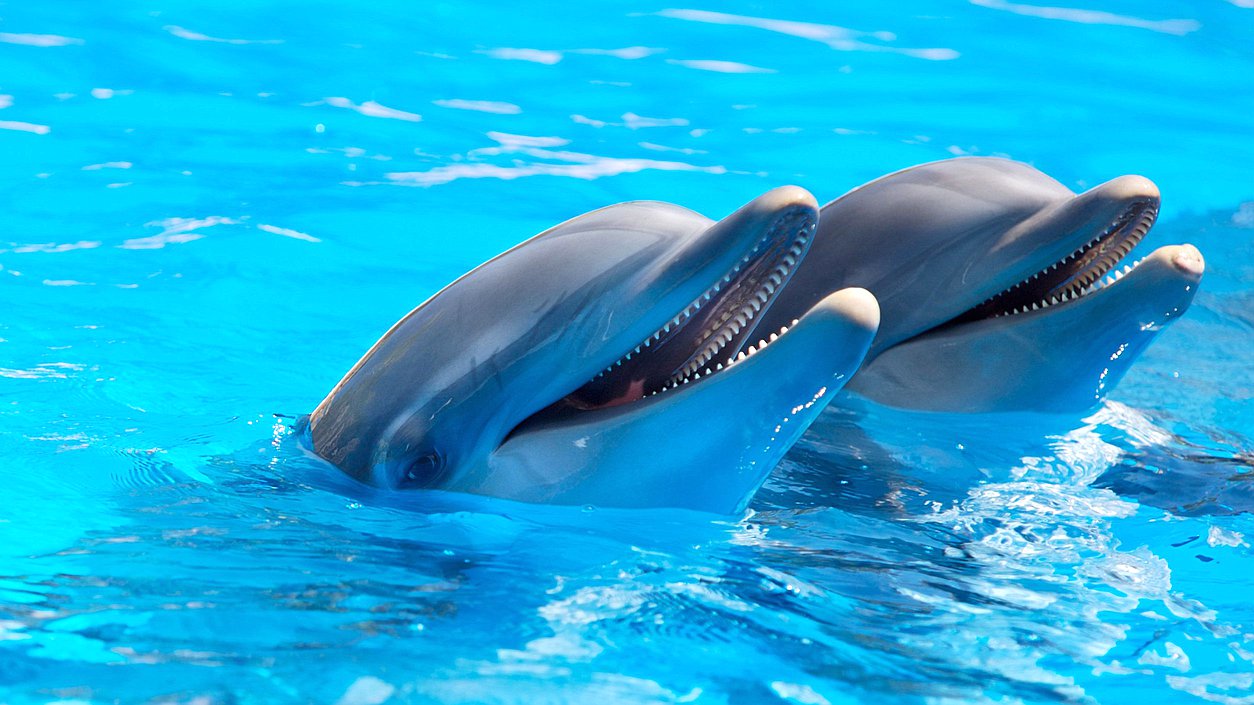 дельфины вылов млекопитающие