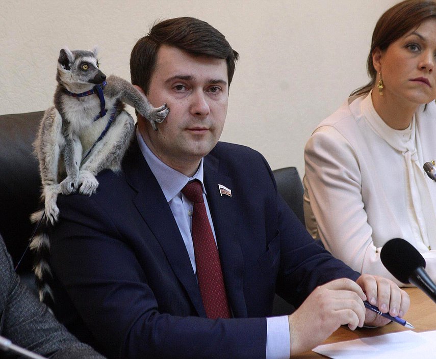 Пресс-конференция, посвящённая внесению поправок в статью № 245 Уголовного кодекса Российской Федерации "Жестокое обращение с животными".