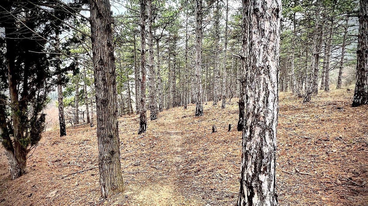 лес природа