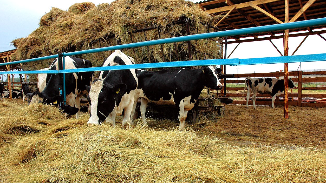 корова сельское хозяйство деревня фермер молоко село сено