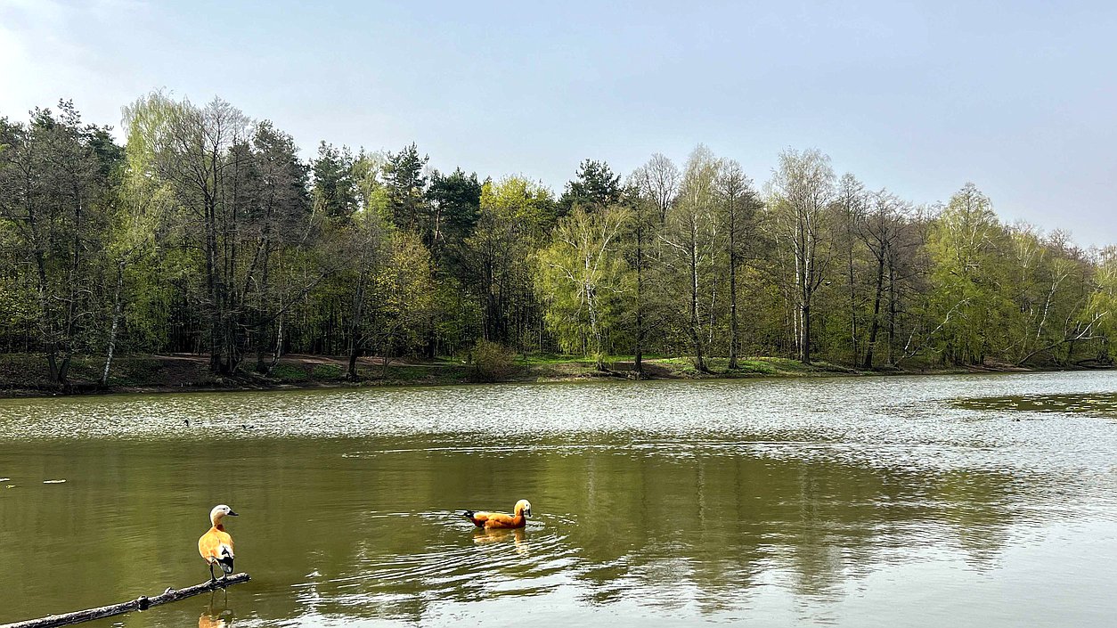 природа экология пруд утки лес