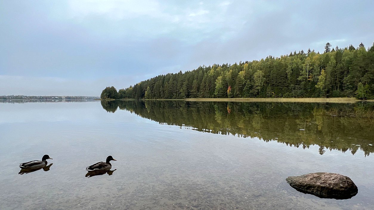 осень Россия река утки природа