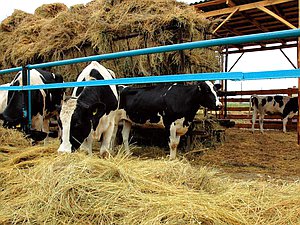корова сельское хозяйство деревня фермер молоко село сено