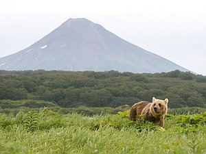 вулкан медведь природа камчатка