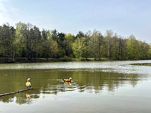 природа экология пруд утки лес