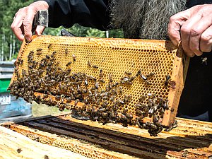 пчелы пчеловодство мед
