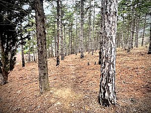 лес природа