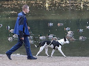 прогулка парк собака животные