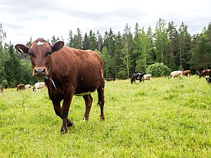 корова животноводство