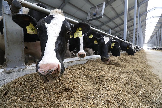 коровы животные сельское хозяйство молоко село